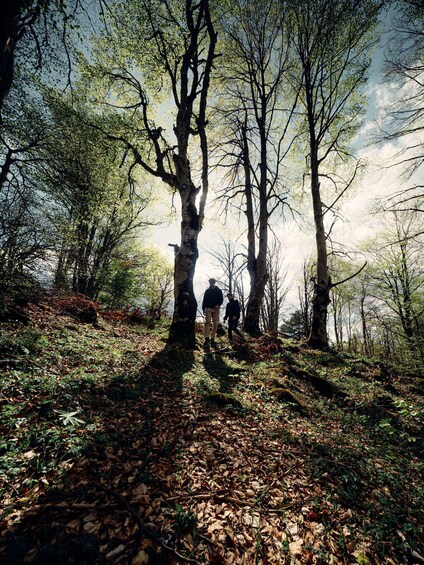 A forest path with three people walking away from the camera. 4