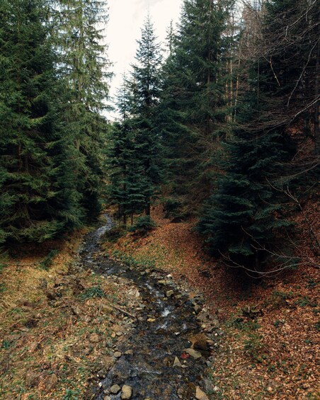 A forested area with a rocky stream bed and dense evergreen trees. 5