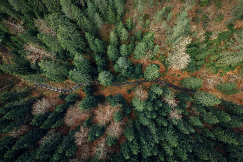 An aerial view of a dense forest with a mix of evergreen and deciduous trees. 2