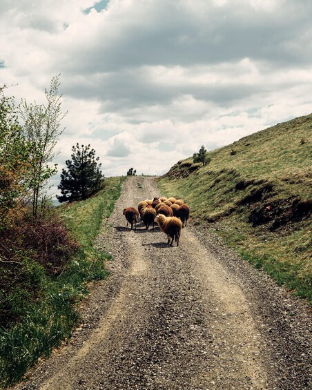 A gravel road with a flock of sheep walking towards the camera. 3