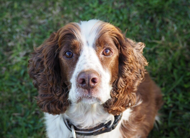 A dog with curly fur and a collar, standing on grass. 5
