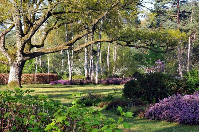 A serene park with a large tree, a well-manicured lawn, and purple flowering shrubs. 1