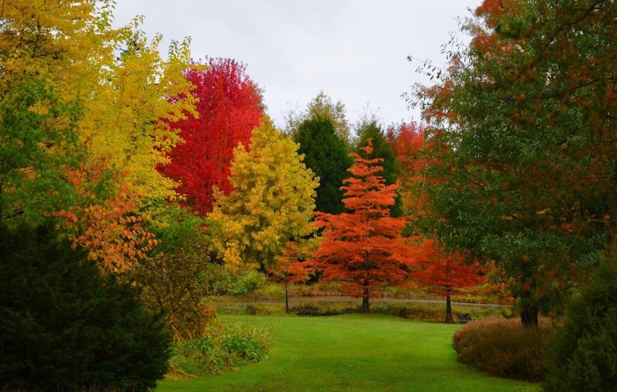 A park with autumn trees in red, yellow, and green. 5