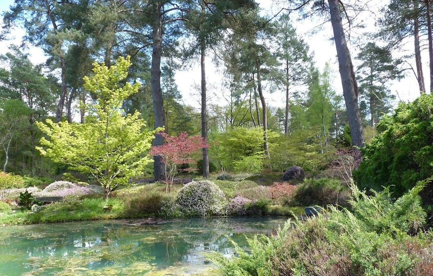 A serene pond surrounded by diverse vegetation and tall trees. 2