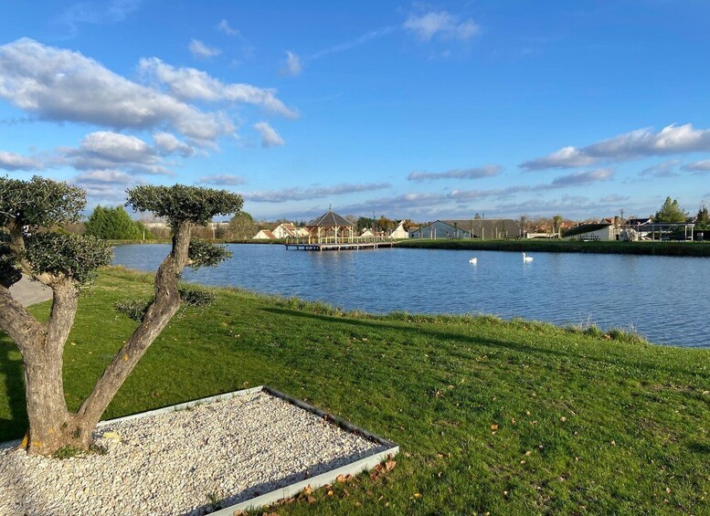 A calm lake with swans, a gazebo, and a tree-lined grassy area. 5