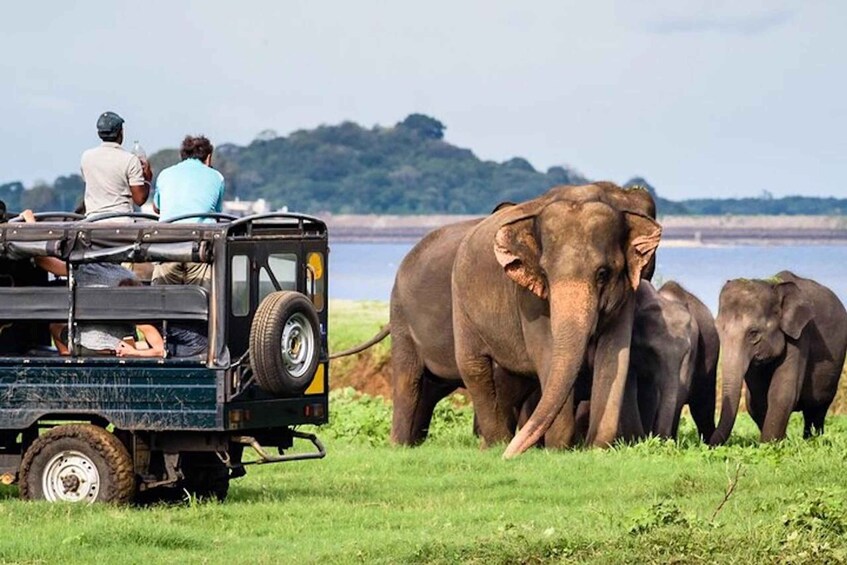 A safari vehicle with people and elephants on a grassy field near water. 1