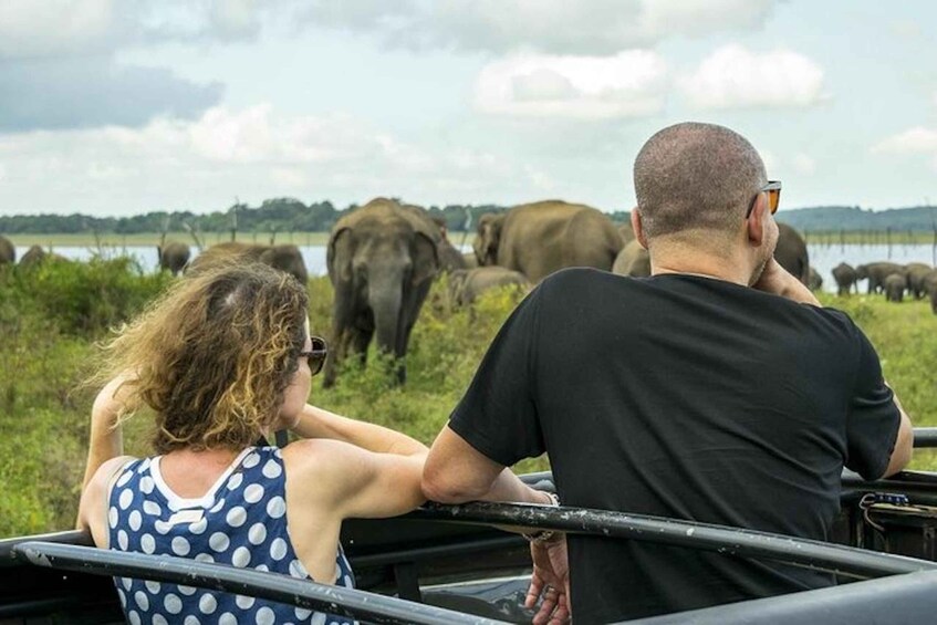 Two people observing elephants in a natural setting. 2