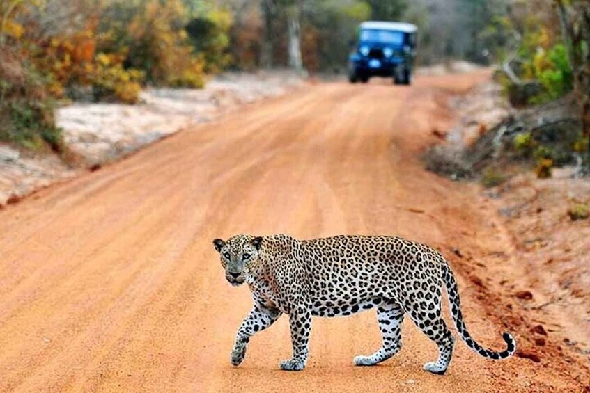 A leopard crossing a dirt road with a vehicle in the background. 3