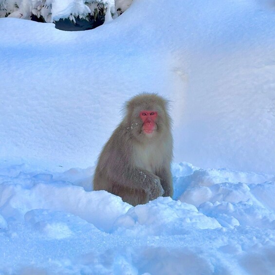 A monkey sitting in the snow. 1