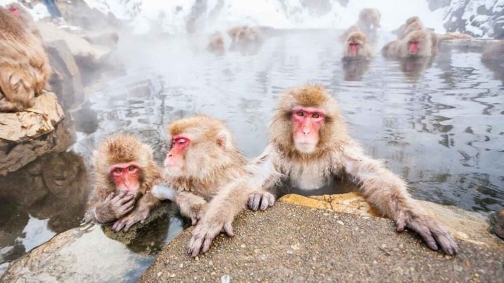 Monkeys in a hot spring with steam rising from the water. 3