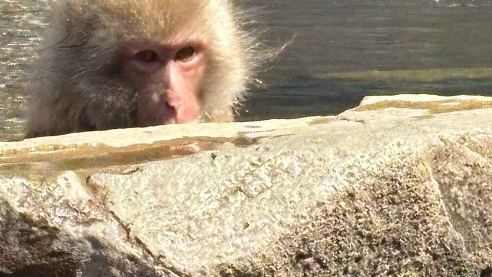 A monkey near a body of water. 2