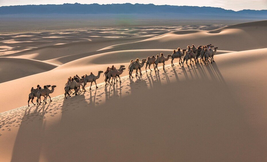 A group of camels walking across sand dunes with mountains in the background. 1