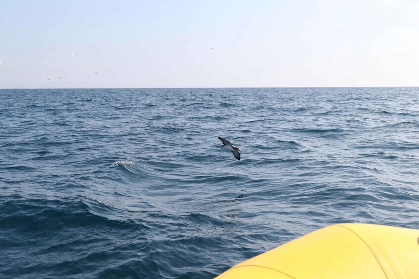 A bird flying over the ocean with a yellow object in the foreground. 2