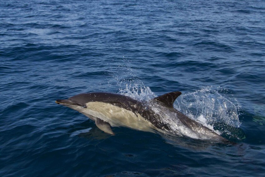 A dolphin jumping out of the water. 4