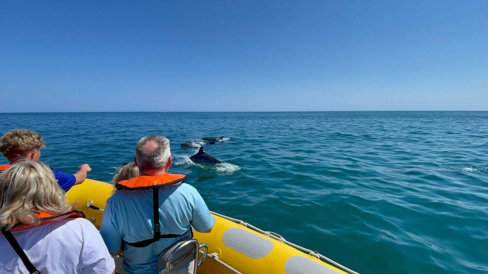 A group of people on a boat observing dolphins in the ocean. 3