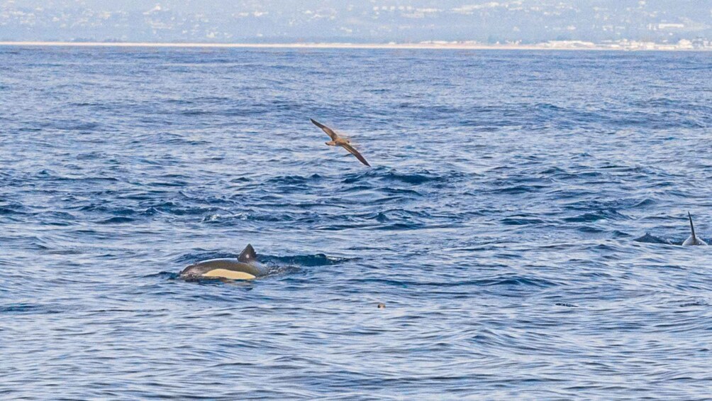 A bird flying over the ocean with a seal swimming below. 1