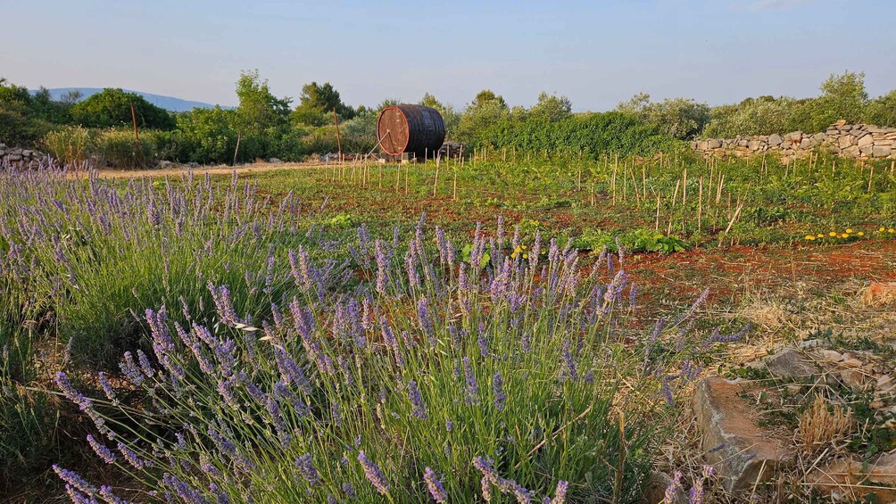 A field with lavender plants, a stone wall, and a large barrel in the background. 3