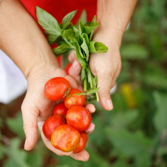 Hands holding red tomatoes and green leaves. 1