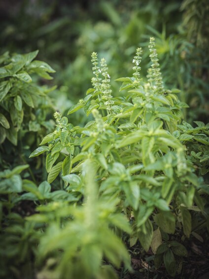 A close-up of green plants with elongated leaves and small white flowers. 5