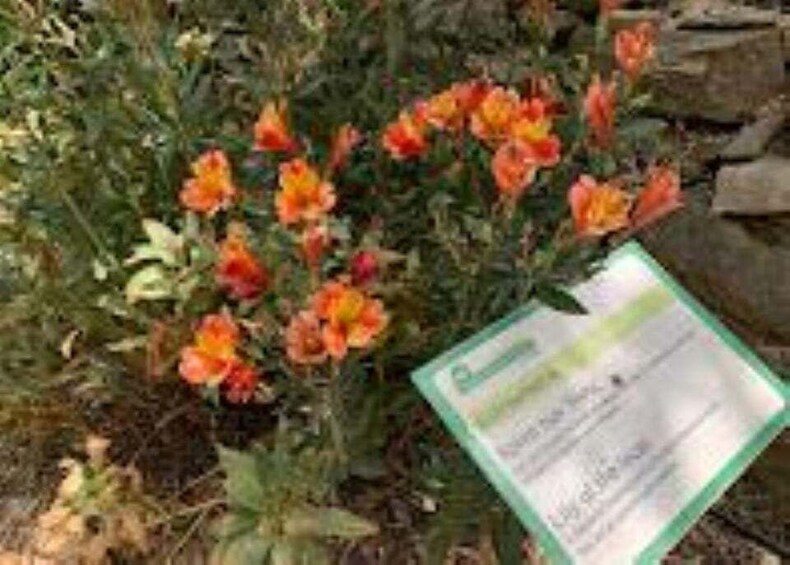 A plant with orange flowers and a green sign with text. 5