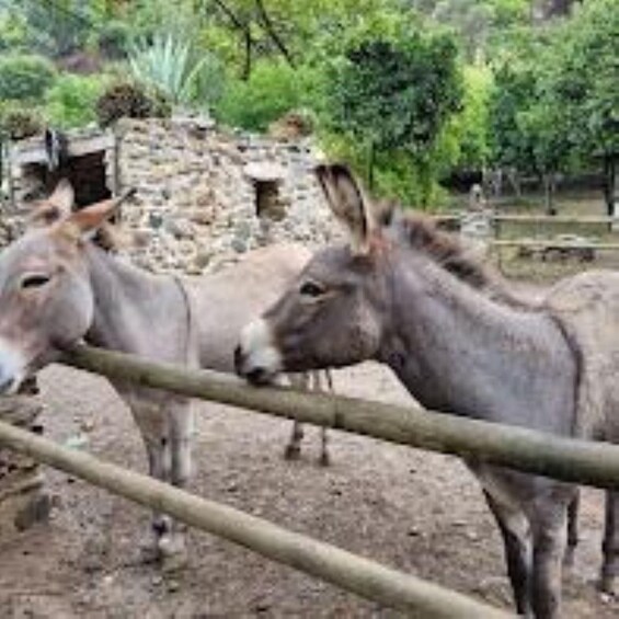 Two donkeys in an enclosure with a stone wall and greenery in the background. 2