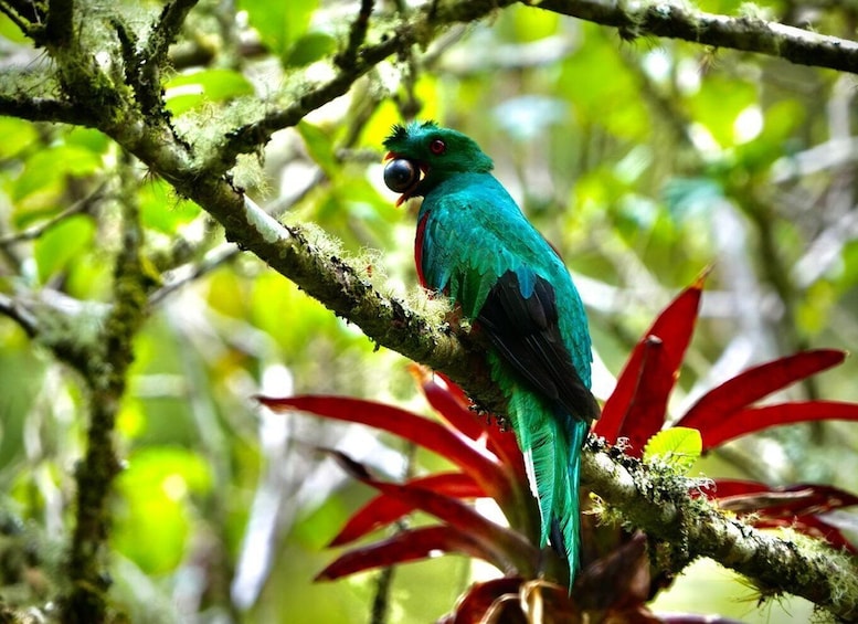 A vibrant green parrot perched on a moss-covered branch amidst lush foliage. 1
