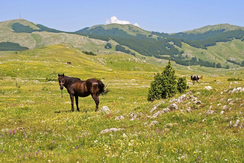 A horse grazing in a grassy field with rolling hills and a clear sky in the background. 4