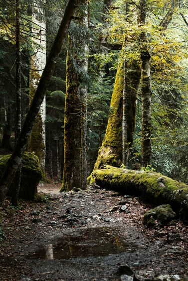 A forest with moss-covered trees and a muddy path. 5