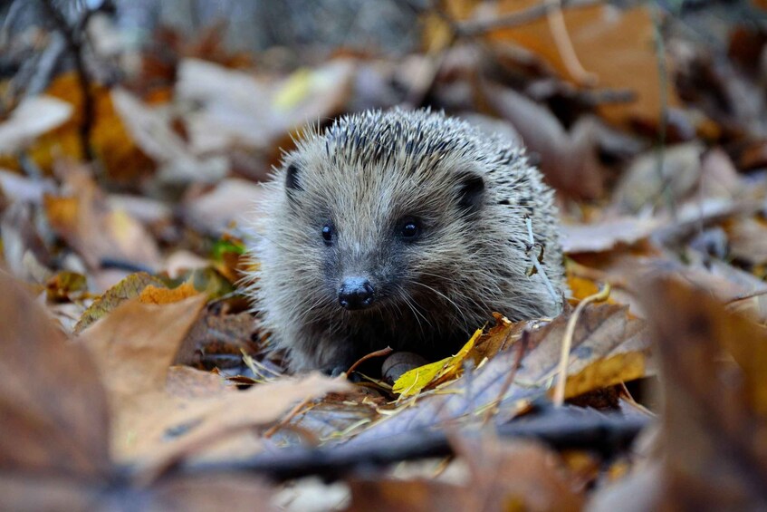 A hedgehog in a forest with fallen leaves. 3