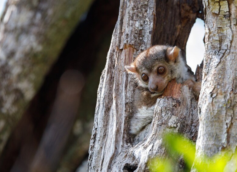 A lemur clinging to a tree trunk. 1