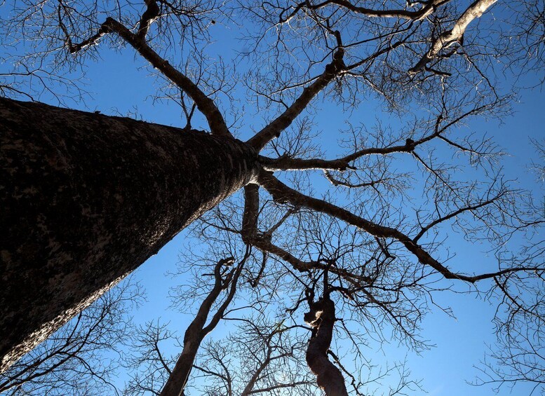 A tall tree with a clear blue sky in the background. 5