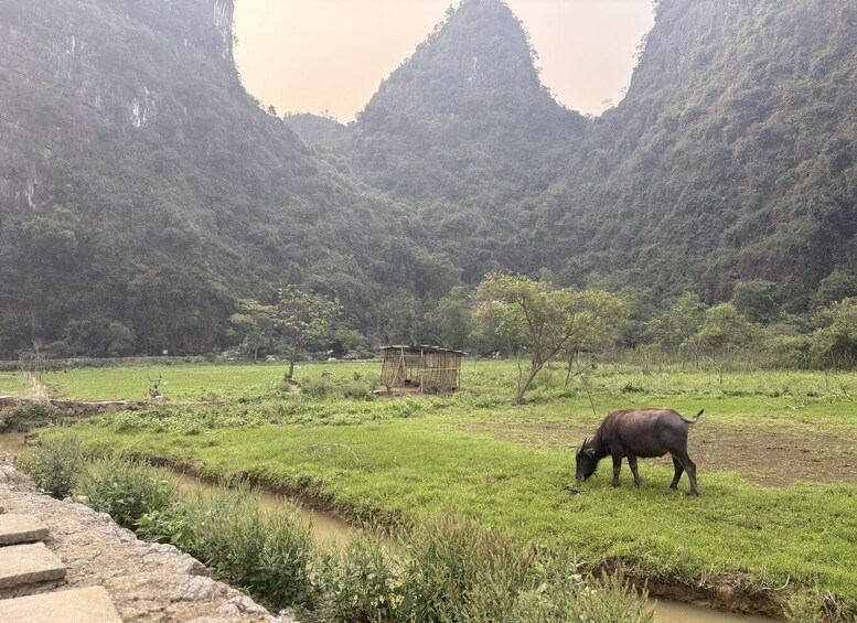 A buffalo grazing in a lush green field with a small hut and a river in the foreground, surrounded by forested mountains. 4