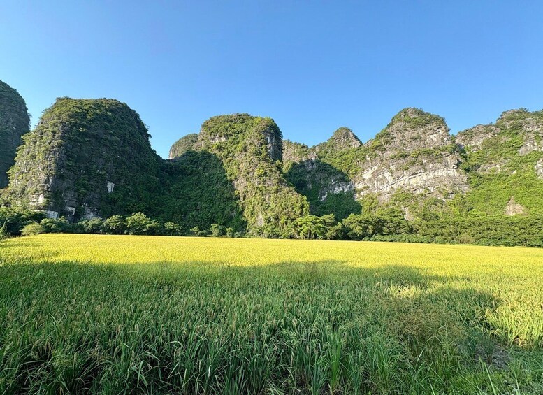 A field of yellow crops with green trees and rocky cliffs in the background. 3