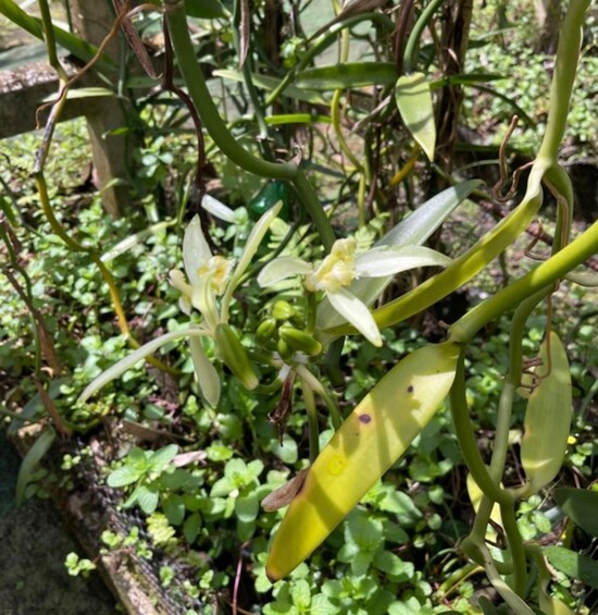 A plant with white flowers and elongated leaves. 3