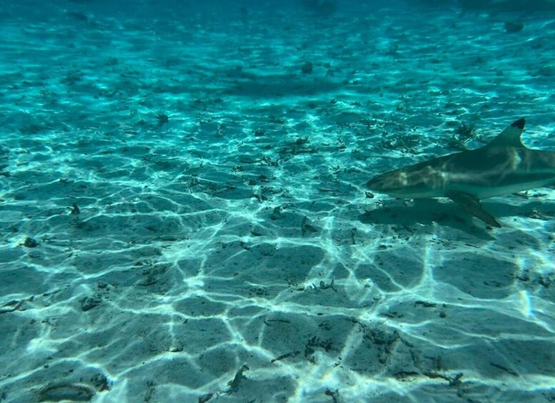 A shark swimming near the ocean floor. 2