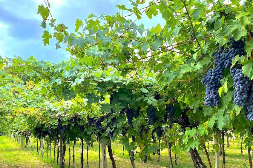 A vineyard with rows of grapevines bearing clusters of dark grapes. 3