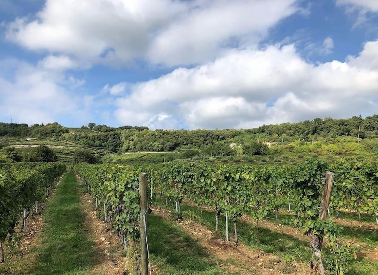 A vineyard with rows of grapevines under a partly cloudy sky. 5
