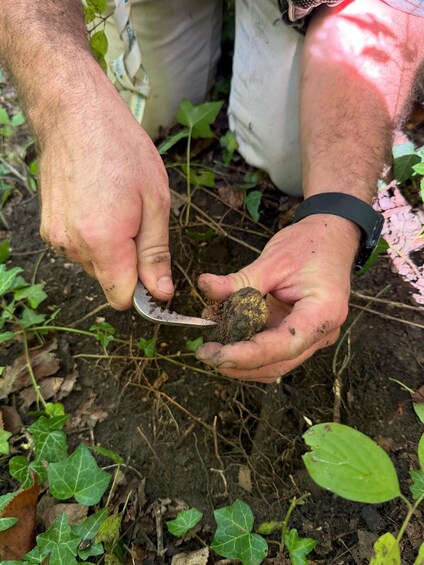 A person holding a small, round object with soil, surrounded by green leaves and soil. 5