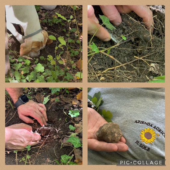 Hands planting a seedling, a person holding a rock, and a grey shirt with a sunflower design. 1