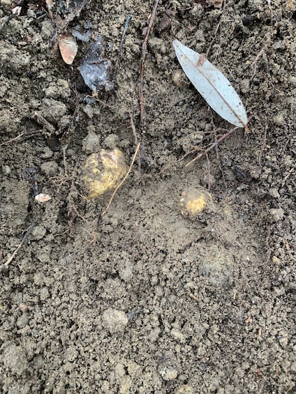 A close-up of soil with a leaf and a small, round, yellowish object. 3