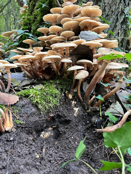 A cluster of mushrooms growing in a forested area with moss and fallen leaves. 2