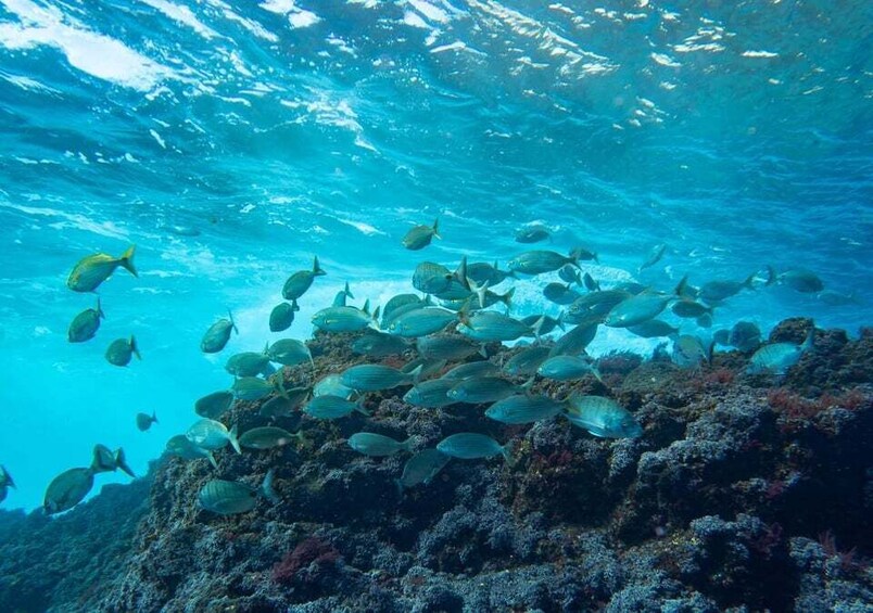 A school of fish swimming over a coral reef. 3