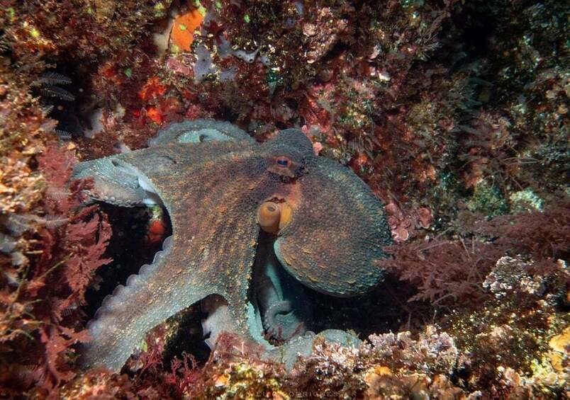 A sea creature camouflaged among coral and seaweed. 2