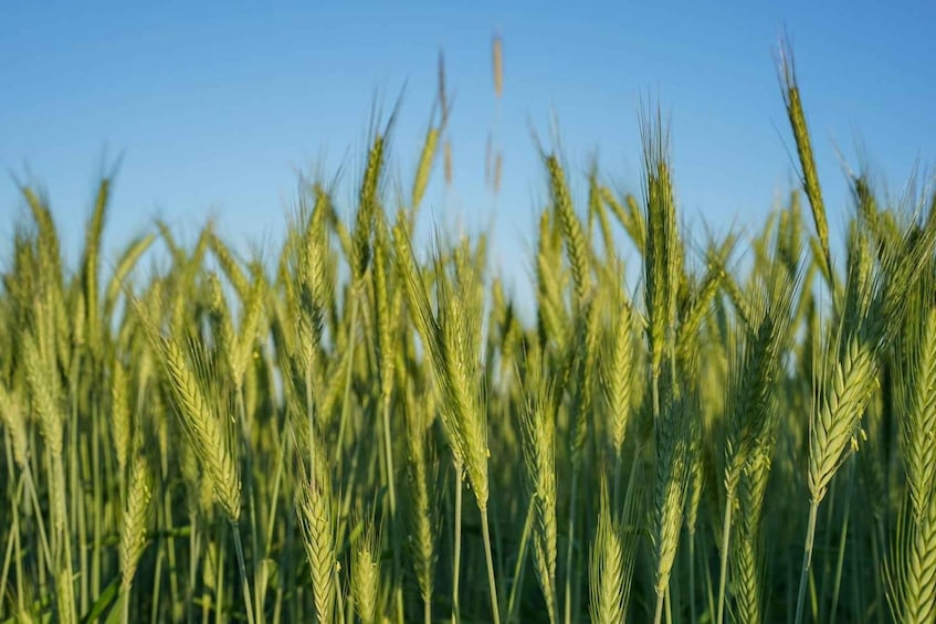 A field of wheat with a clear blue sky in the background. 2