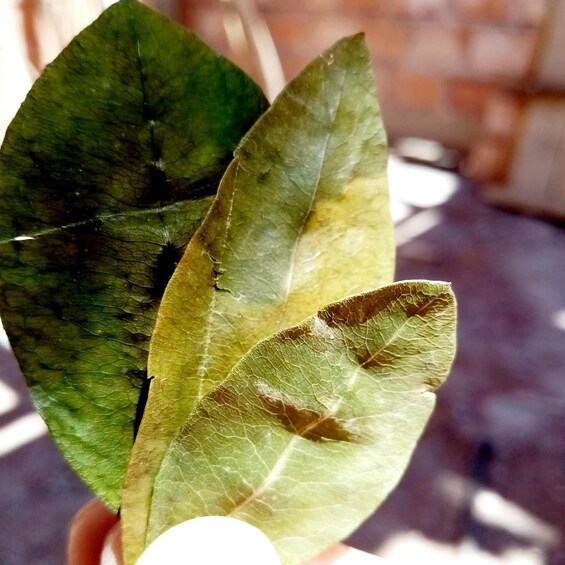 A hand holding a leaf with visible veins and some discoloration. 1