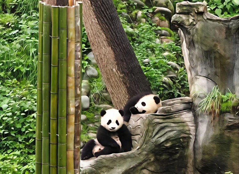 Two pandas resting in a naturalistic enclosure with bamboo and a large tree trunk. 2