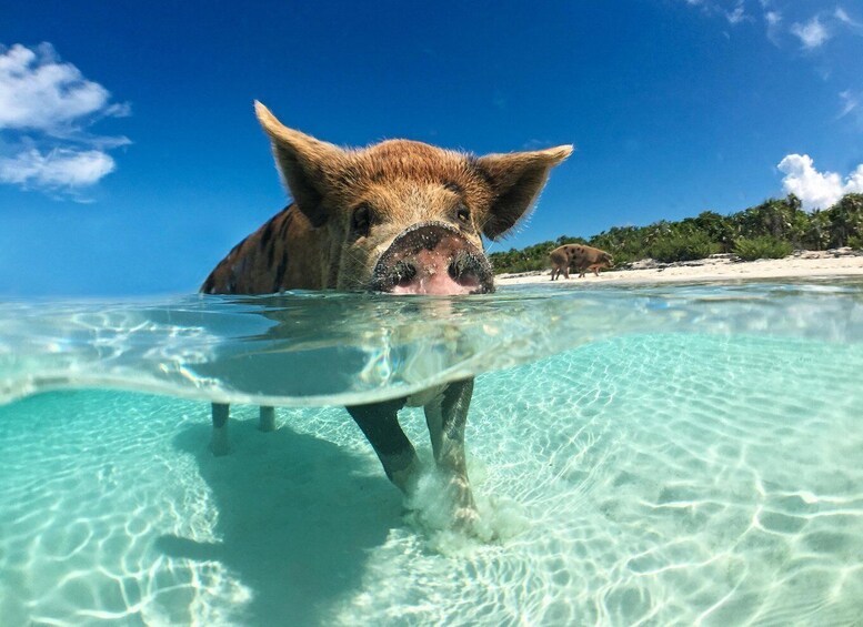 A pig in clear shallow water with a beach and palm trees in the background. 1