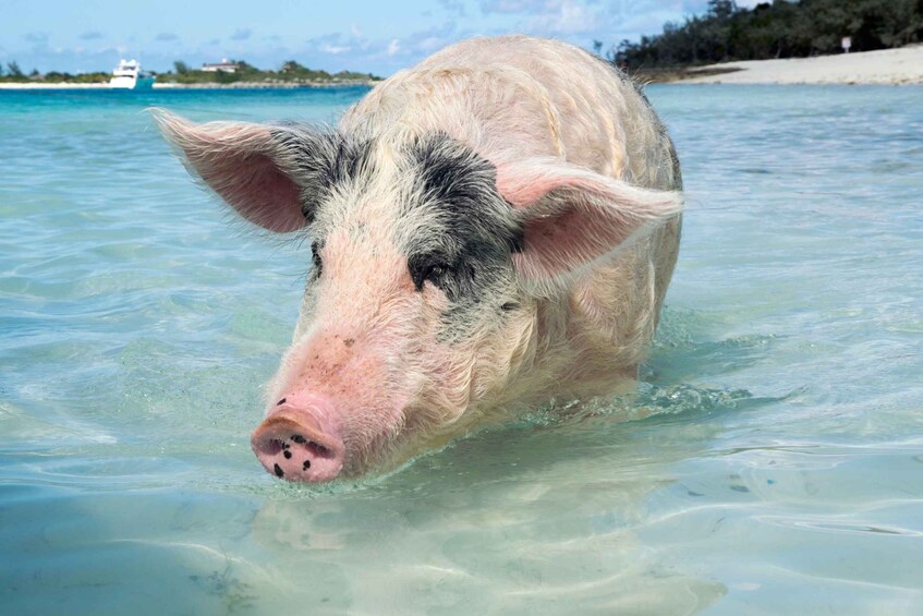 A pig in clear turquoise water with a boat and beach in the background. 5
