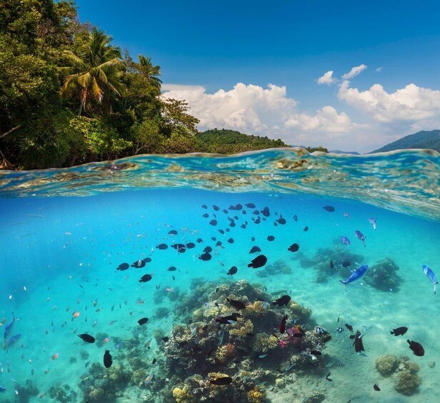 A clear underwater view of a coral reef with various fish species, surrounded by a tropical forest and a clear blue sky. 4
