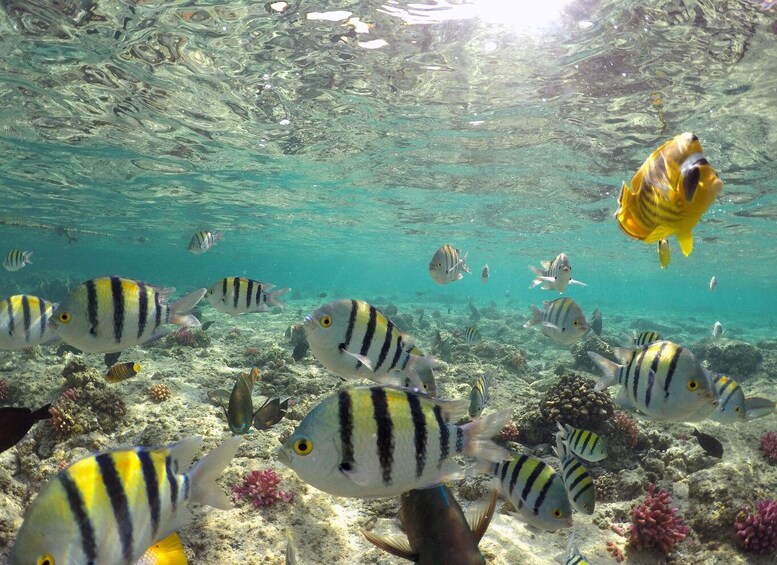 A vibrant underwater scene with numerous striped fish swimming near a coral reef. 2
